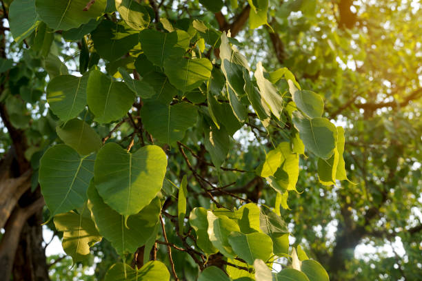 bodhi tree is a large deciduous tree. the leaves are single, arranged alternately, the appearance of the leaves is heart-shaped. buddhists believe that it is the tree of wisdom. - 智慧農(nóng)業(yè) 個照片及圖片檔